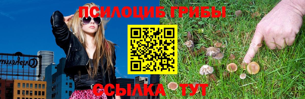 Дзержинск  Псилоцибиновые грибы Psilocybine cubensis  Вход с VPN 