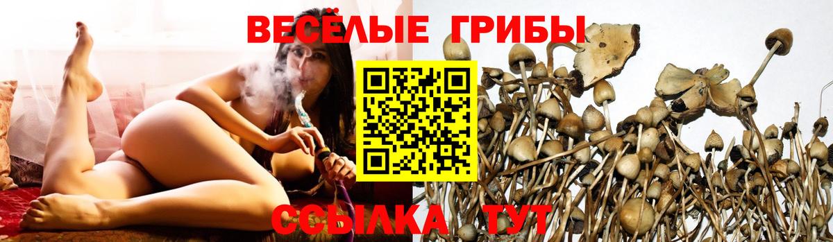 Псилоцибиновые грибы Cubensis Дзержинск